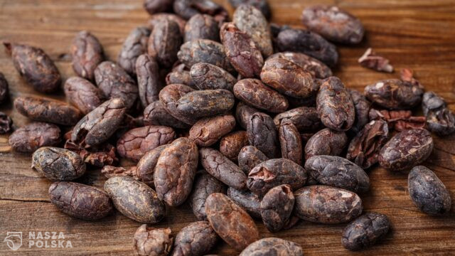 Kakao podrożało w ekspresowym tempie. Czekolada może się stać towarem luksusowym