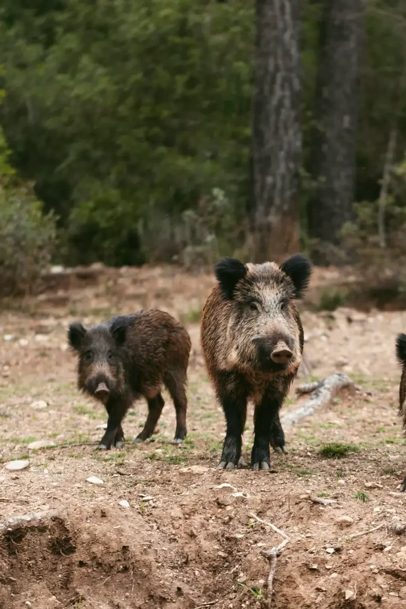 Coraz częściej dzikie zwierzęta pojawiają się w miastach