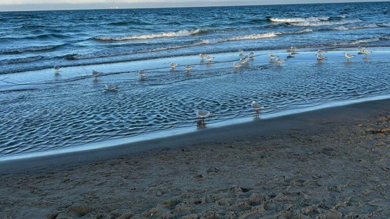 Plaża nad Bałtykiem z mewami przy brzegu — obraz sinice w Bałtyku