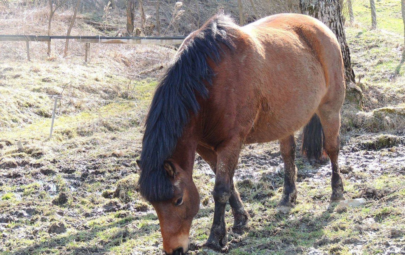 Gniady hucuł z gęstą czarną grzywą skubie trawę na wiosennym górskim pastwisku przy drewnianym ogrodzeniu