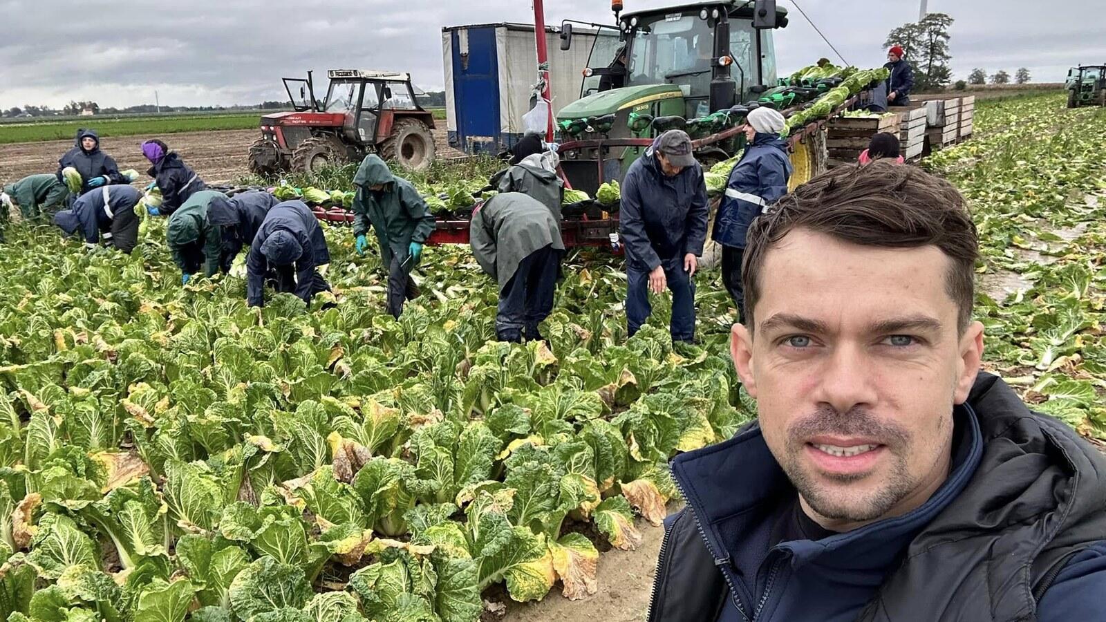Michał Kołodziejczak na polu kapusty pekińskiej podczas zbioru, w tle pracownicy, ciągnik John Deere i taśma do warzyw